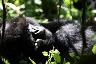 gorilla trekking rwanda rwanda gorillas